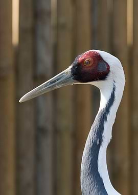 Portrait of red crowned