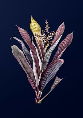 Cordyline Fruticosa Blue