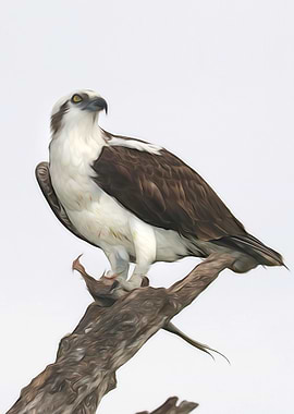 Osprey