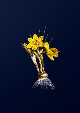 Crocus Luteus on Blue