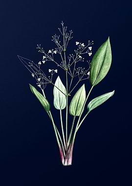 Water Plantain on Blue