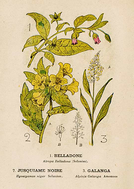 NIGHTSHADE+HENBANE+GALANGA