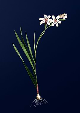 Gladiolus on Royal Blue