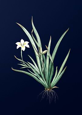 Fortnight Lily on Blue