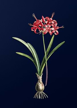 Guernsey Lily on Blue