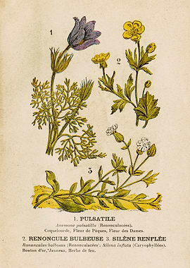 BUTTERCUP + SILENE + PULSA