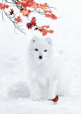 White Fox and Red Cardinal