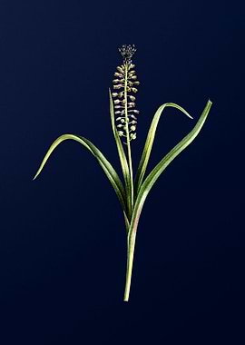Grape Hyacinth on Blue
