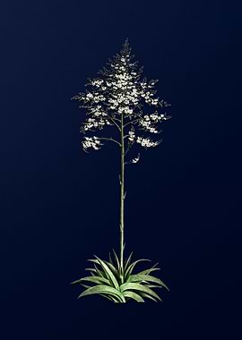 Giant Cabuya on Blue