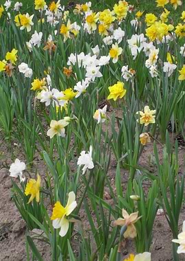 Daffodils