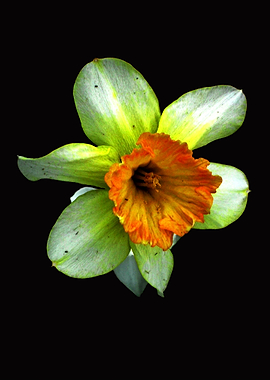 Daffodil flower