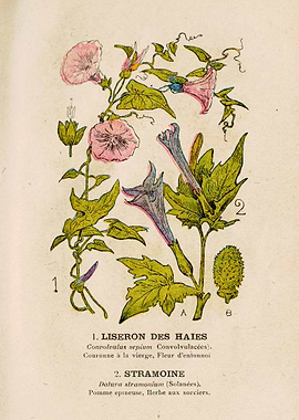 BINDWEED HEDGES + STRAMOIN