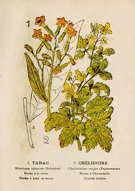 TOBACCO + CELANDINE