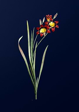 Tricolor Lily on Blue