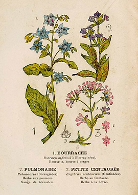 BORAGE + PULMO + CENTAURIA