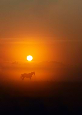 Horse in the morning mist