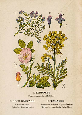 THYME + ROSE + TANAISIA