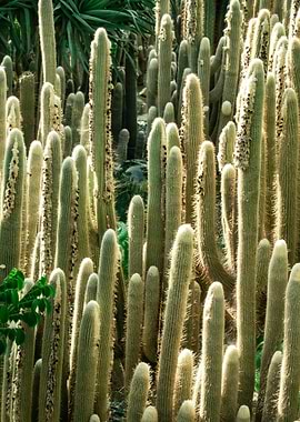 Cacti