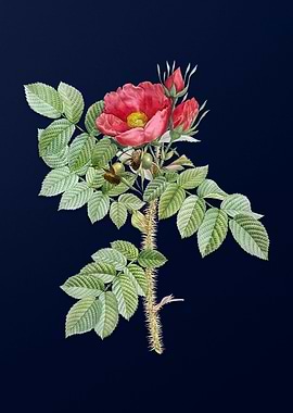 Kamtschatka Rose on Blue