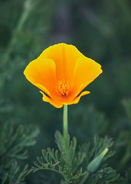 California Gold Poppy