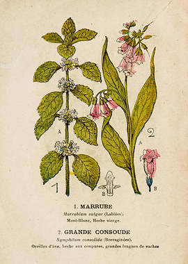 HOREHOUND + BIG COMFREY