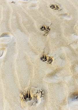 Dog paws prints on sand