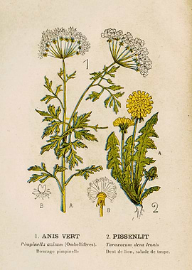 GREEN ANISE + DANDELION