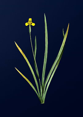 Irises on Royal Blue