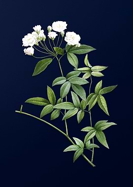 Lady Banks Rose on Blue