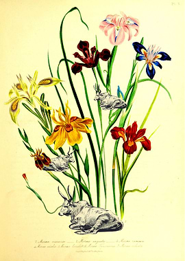 Where the cows chose