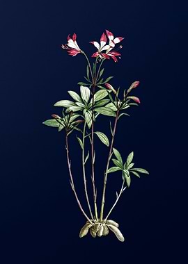 Lily of the Incas on Blue