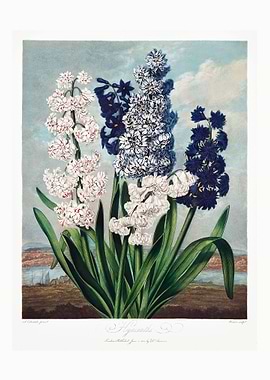 Hyacinths