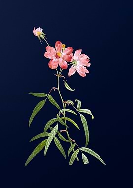 Peach Leaf Rose on Blue