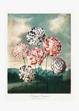 A Group of Carnations