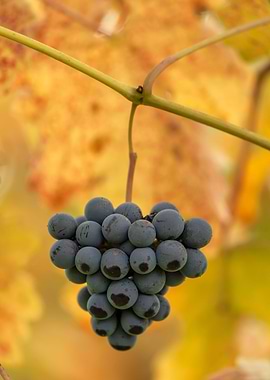Autumnal Grapes