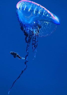 Pampano Fish and jellyfish
