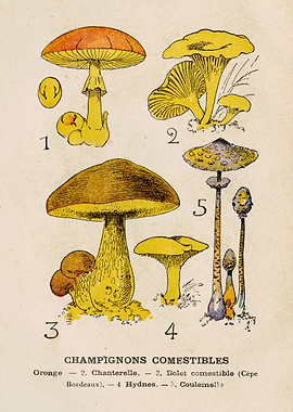 CHAMPIGNONS COMESTIBLES