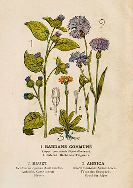 BURDOCK + BLUET + ARNICA