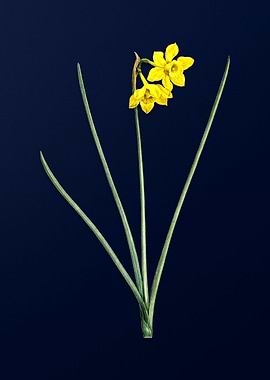 Narcissus on Blue