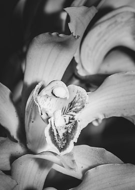 Yellow Orchid blossoming