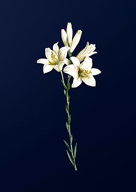 Madonna Lily on Blue