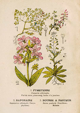 FUMITORY + SAPONARY + PURS