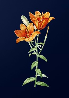 Orange Lily on Blue