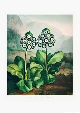 A Group of Auriculas