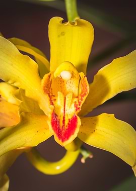 Yellow Orchid blossoming