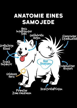Anatomy Of A Samoyed