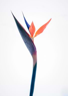 Strelitzia reginae