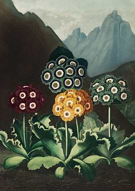 A Group of Auriculas from