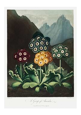 A Group of Auriculas