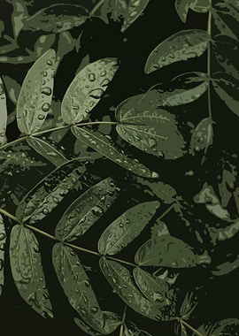 Leaves And Raindrops